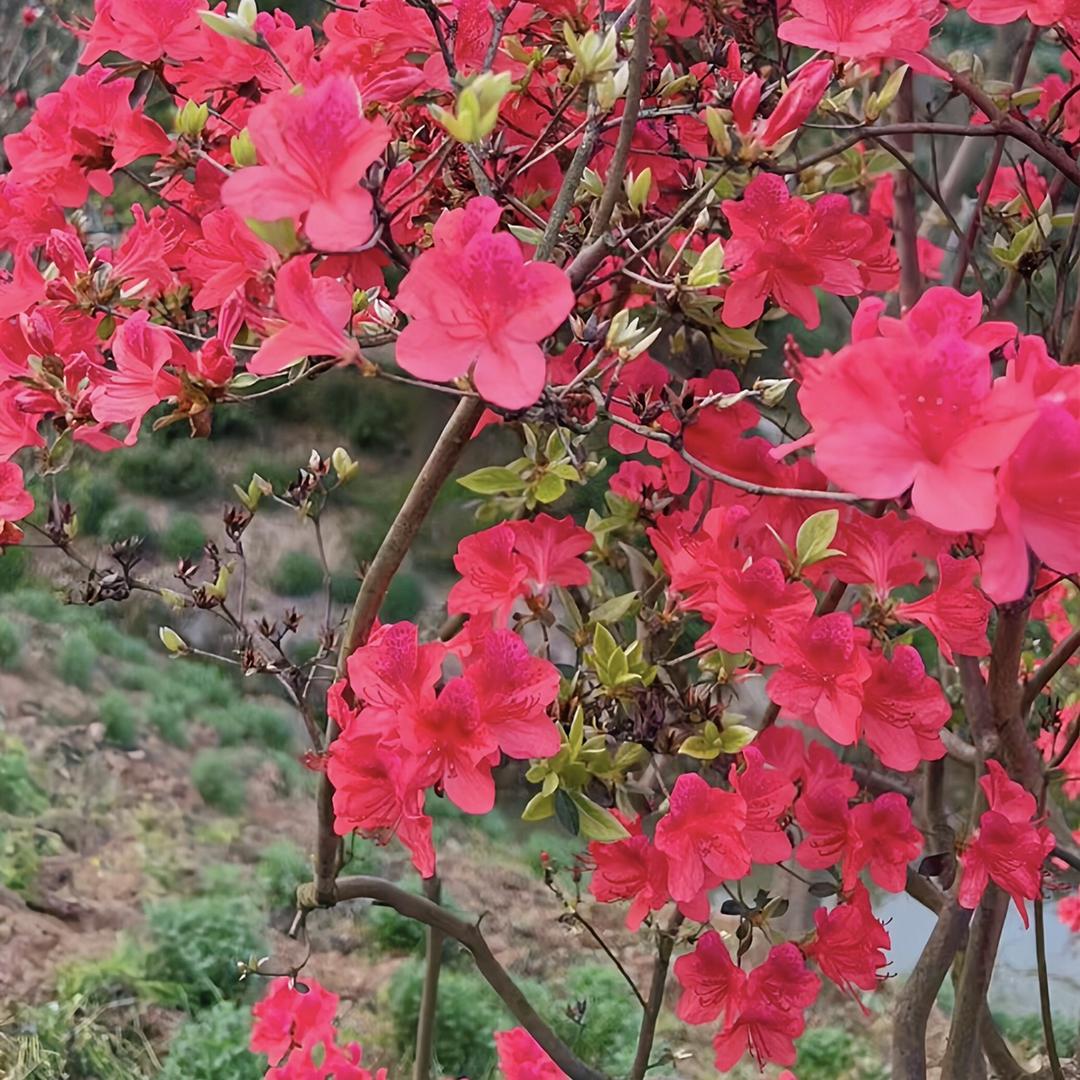 杂柴绿植
