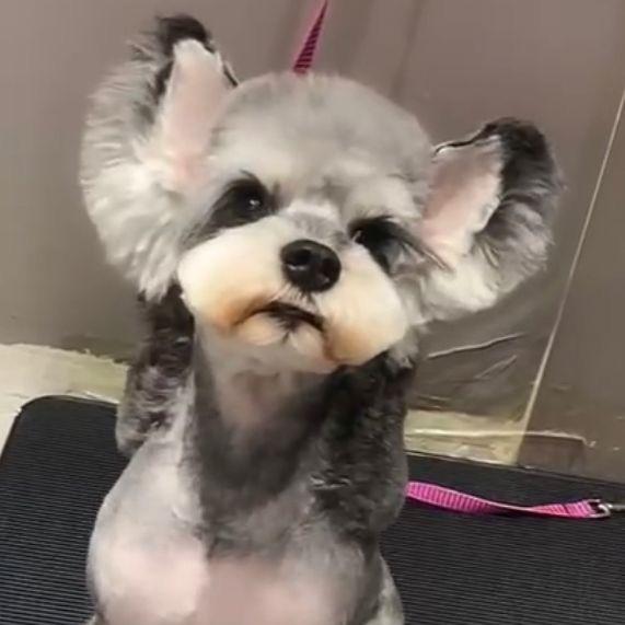 吉米是一只雪纳瑞