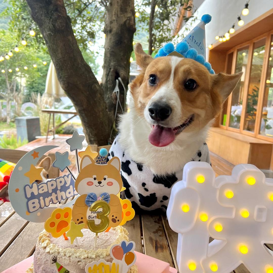 包小财宠物零食