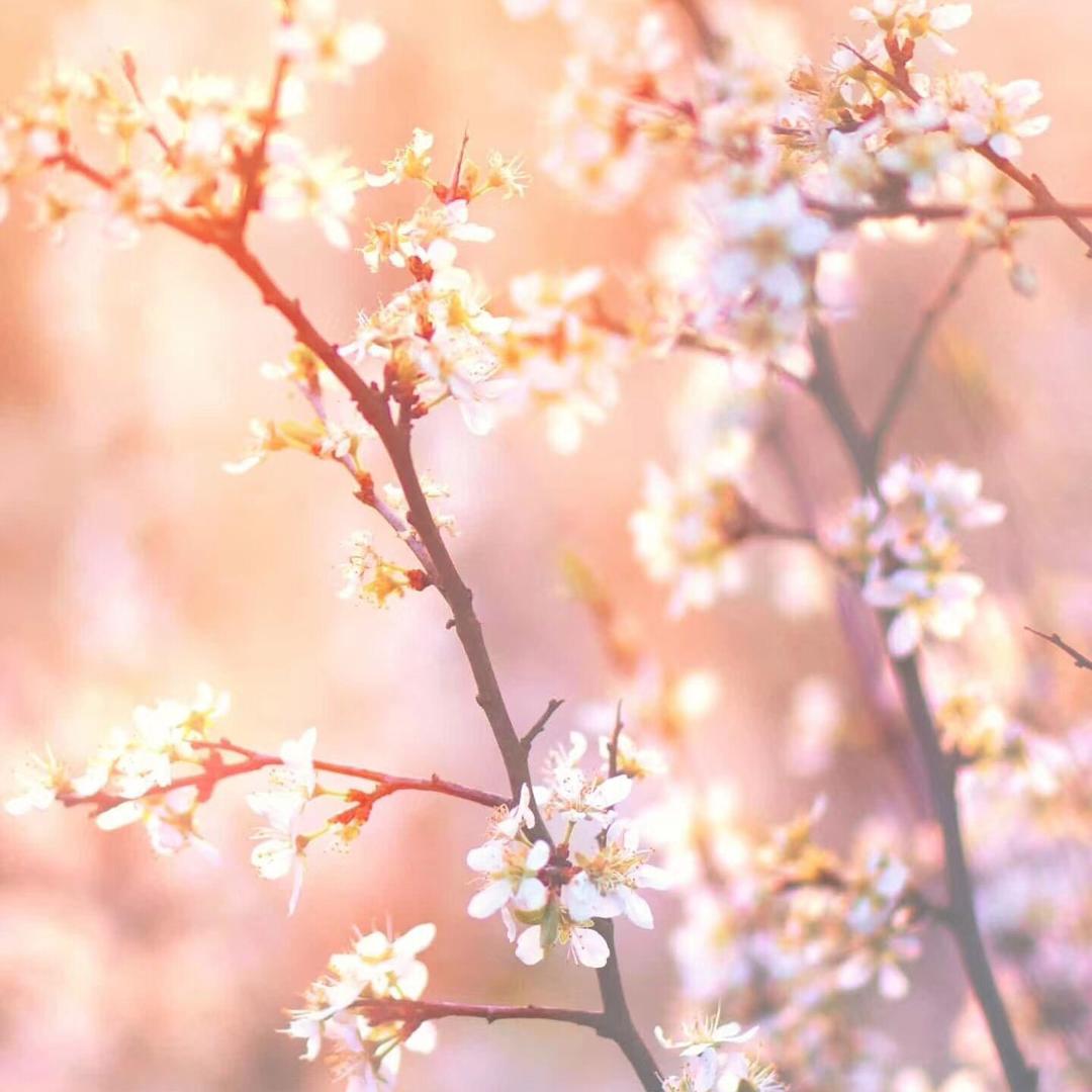 虫子