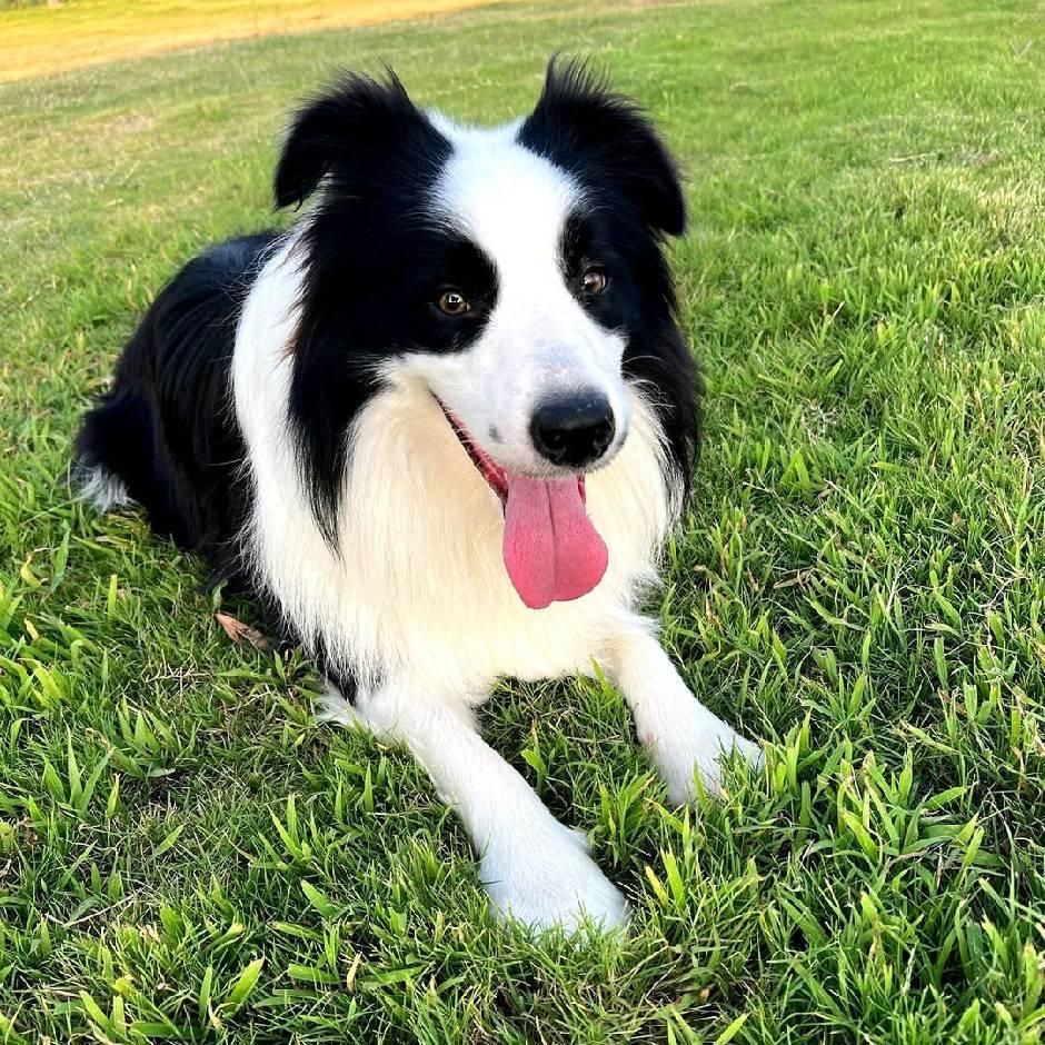 流浪狗救助小院