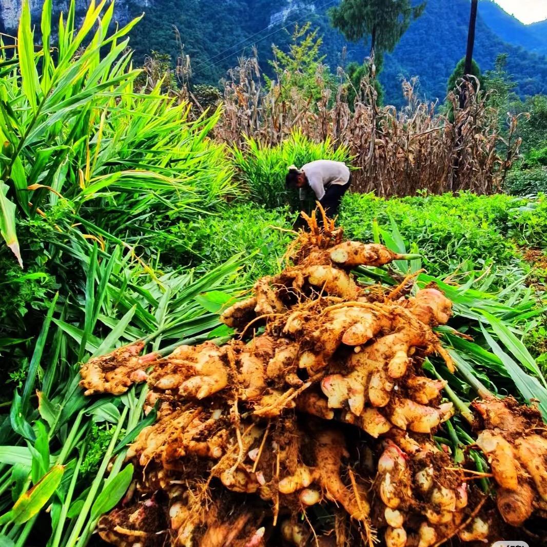 姜娘子云南小黄姜基地