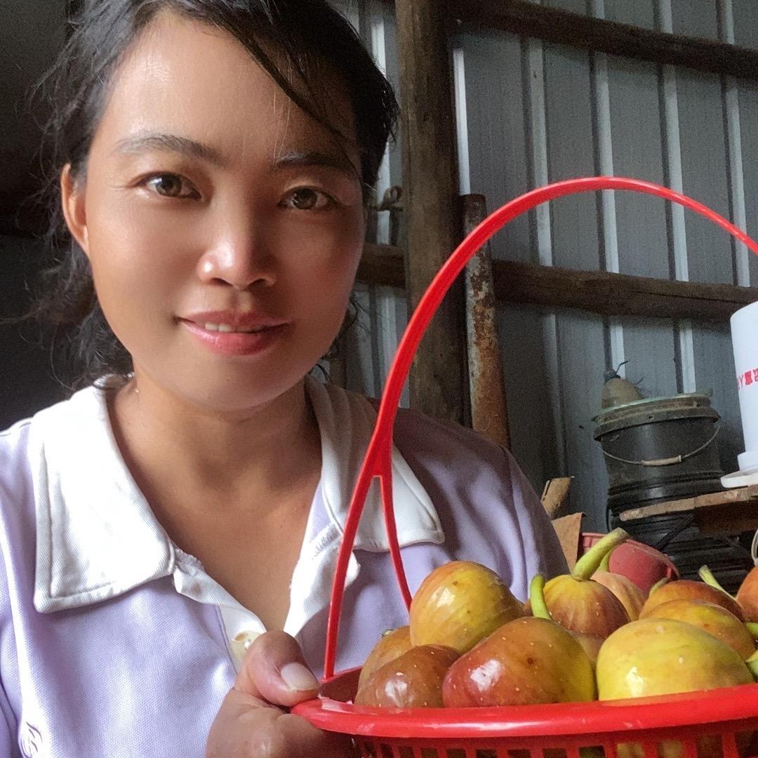 龙归冲下无花果果园