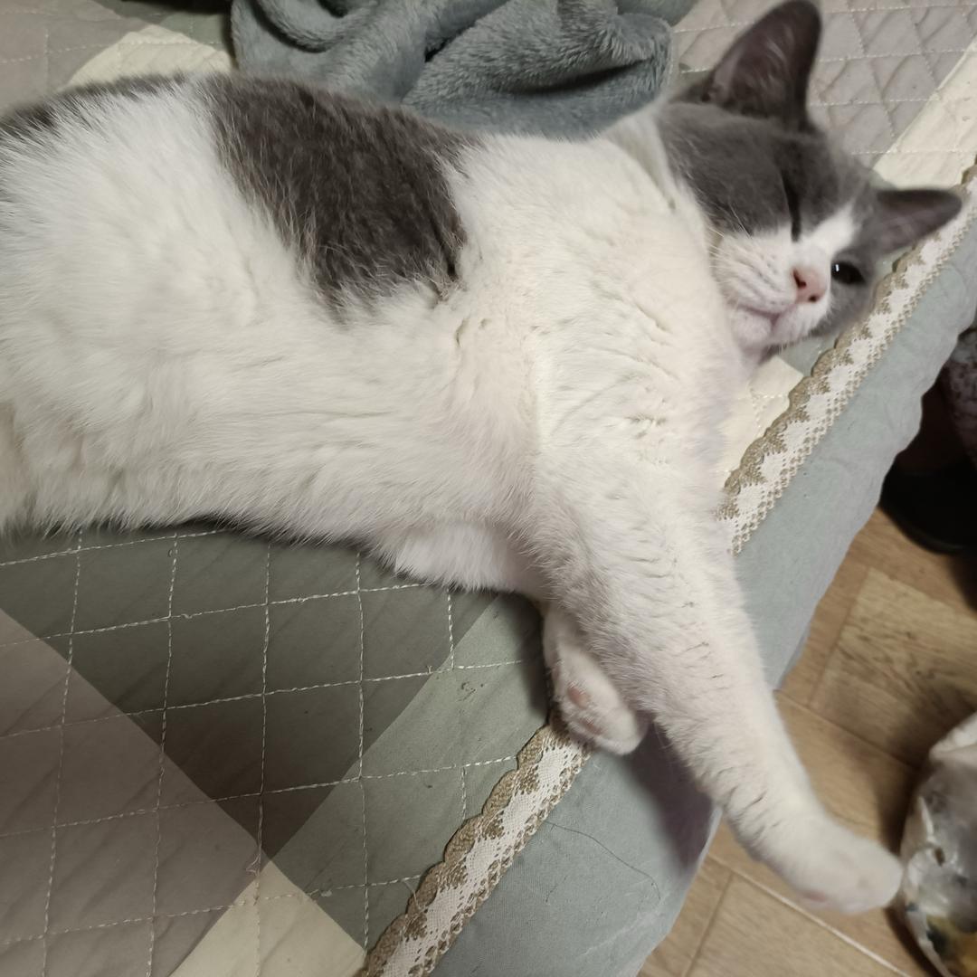 十三艺宠物甄选🐶🐱