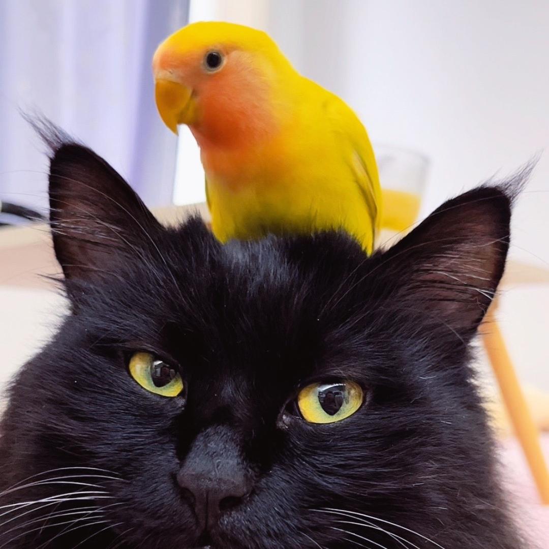 猫头鹦的移动拖把