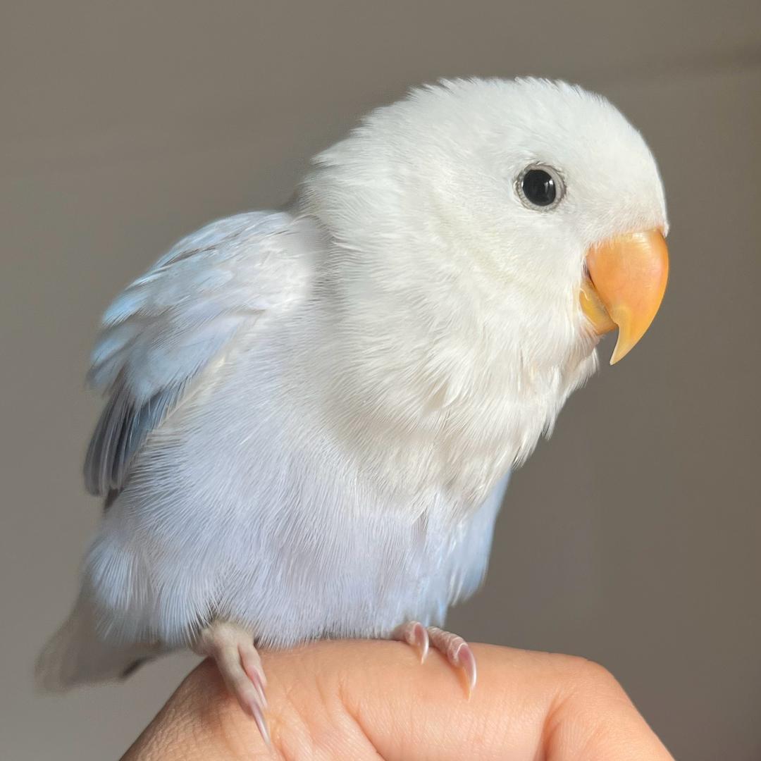 椒盐丸子