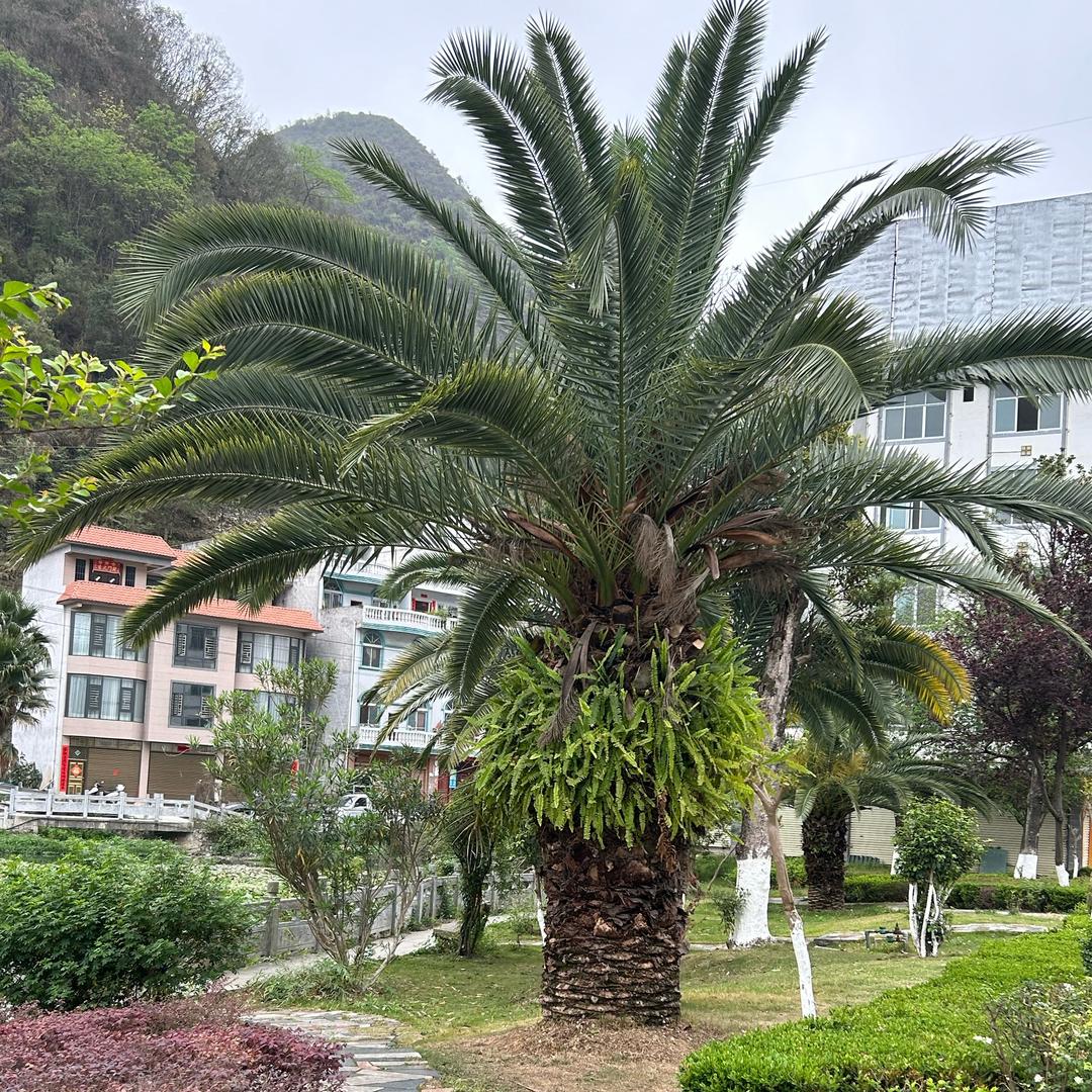 AAA高栏卡车司机陈师傅