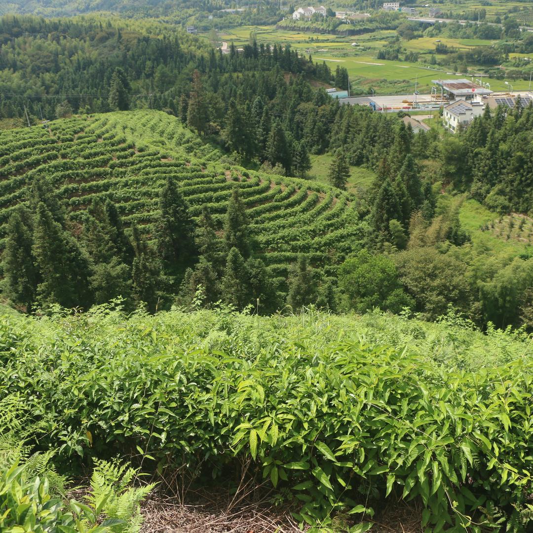 沁丰臻选茶叶
