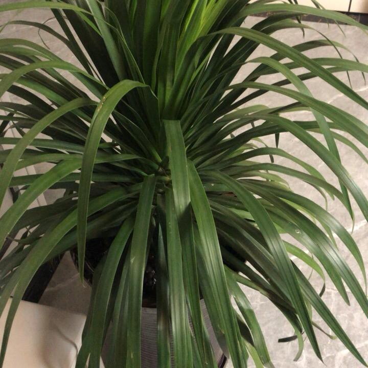 高朗饭店李新红