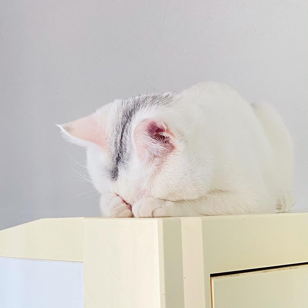 小果备考CPA综合