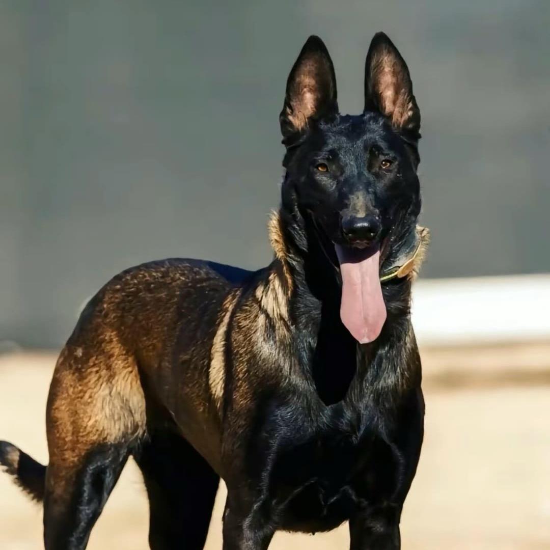 小涛犬舍