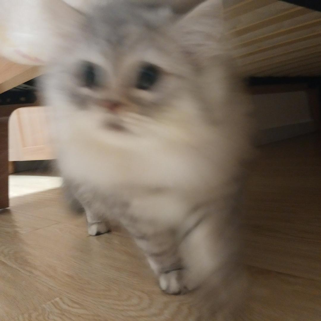 油赞子