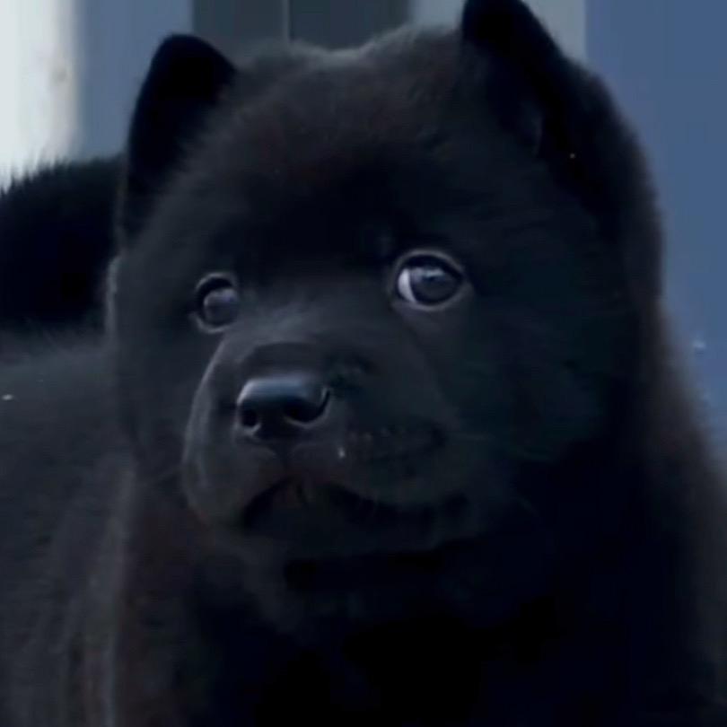 （田园犬）是我家的毛孩子🐕