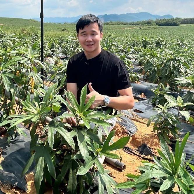 英诚五指毛桃加工厂