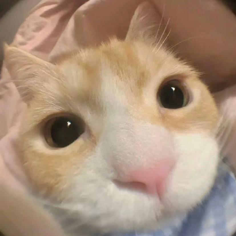 小羊咩咩