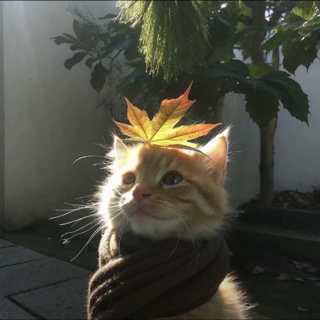 爱睡觉的小盆
