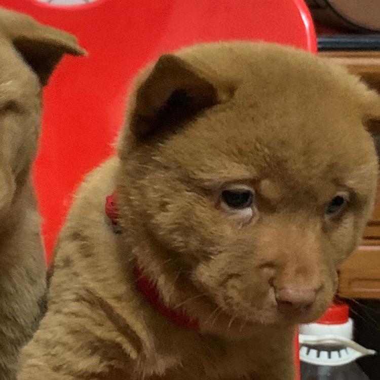 野马五红犬养殖