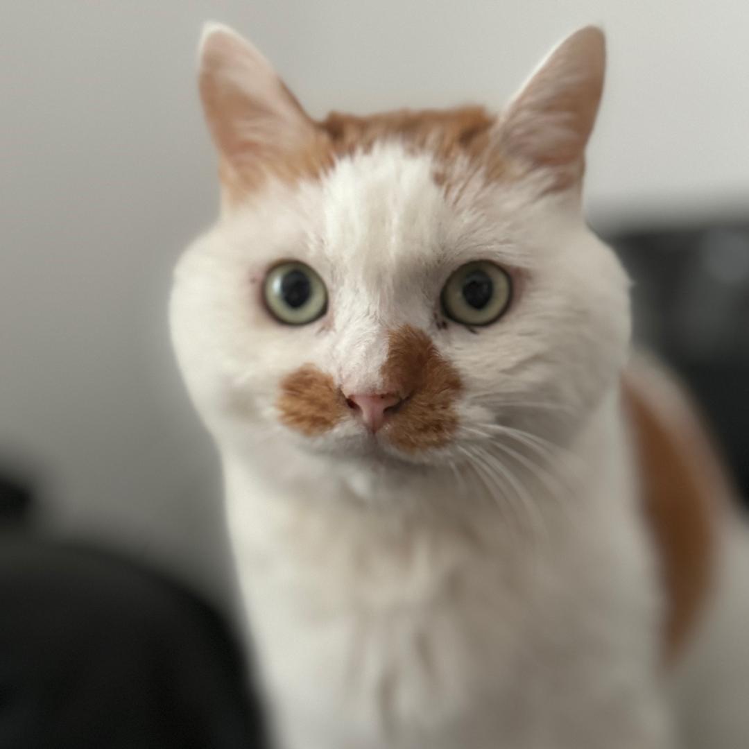 猫姐儿