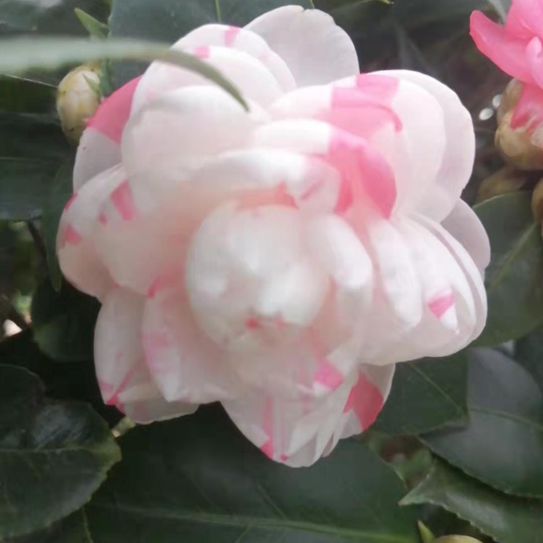 @漳平市永福泓钰花木场