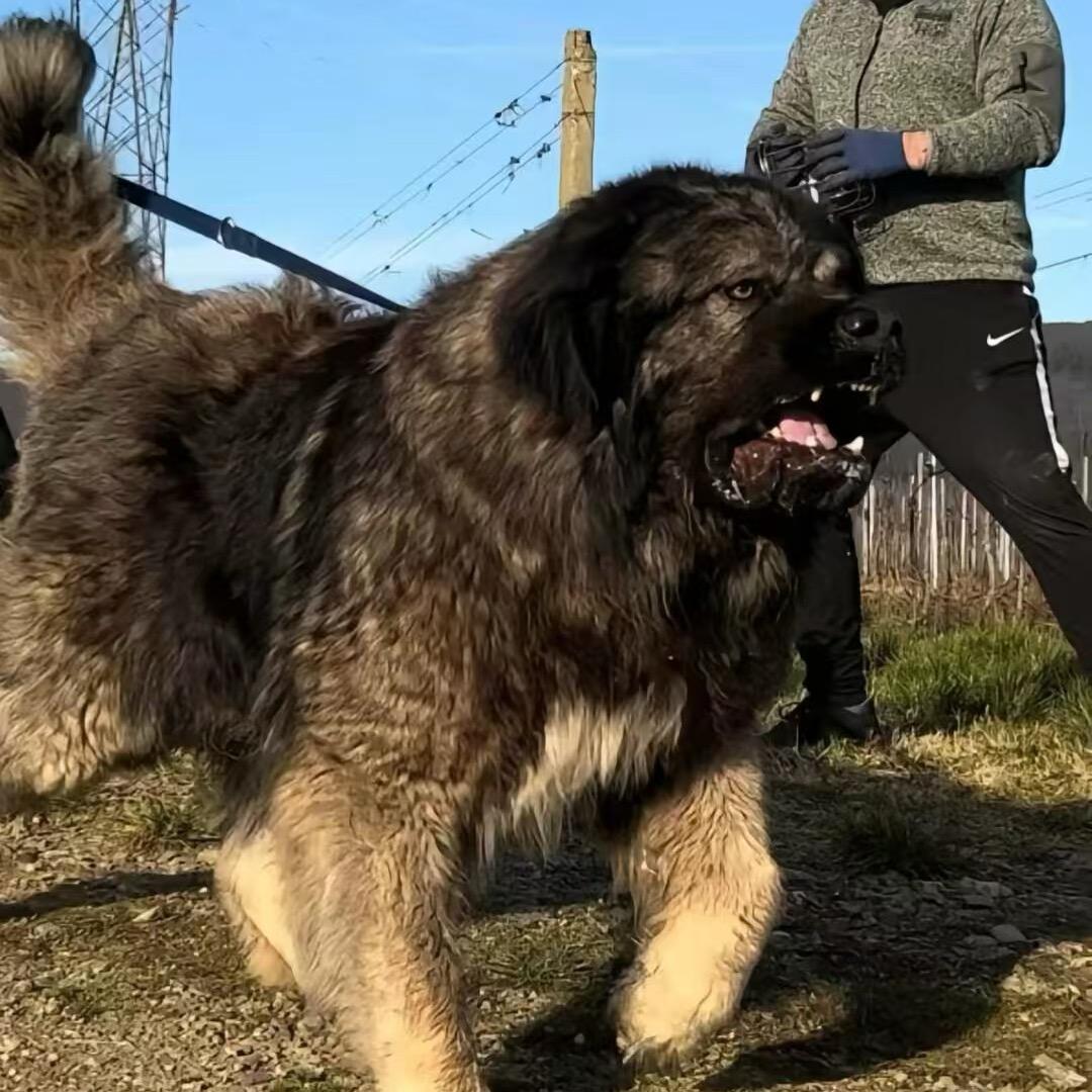 三姐家的高加索