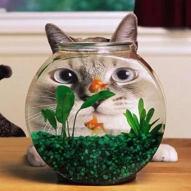 吻喂🐟的🐱