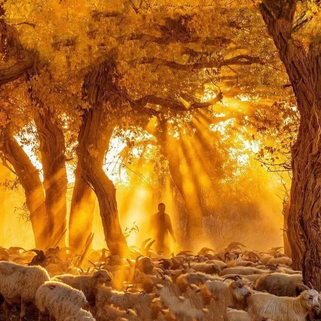 导游小宇（额济纳旗纯玩团接待中）