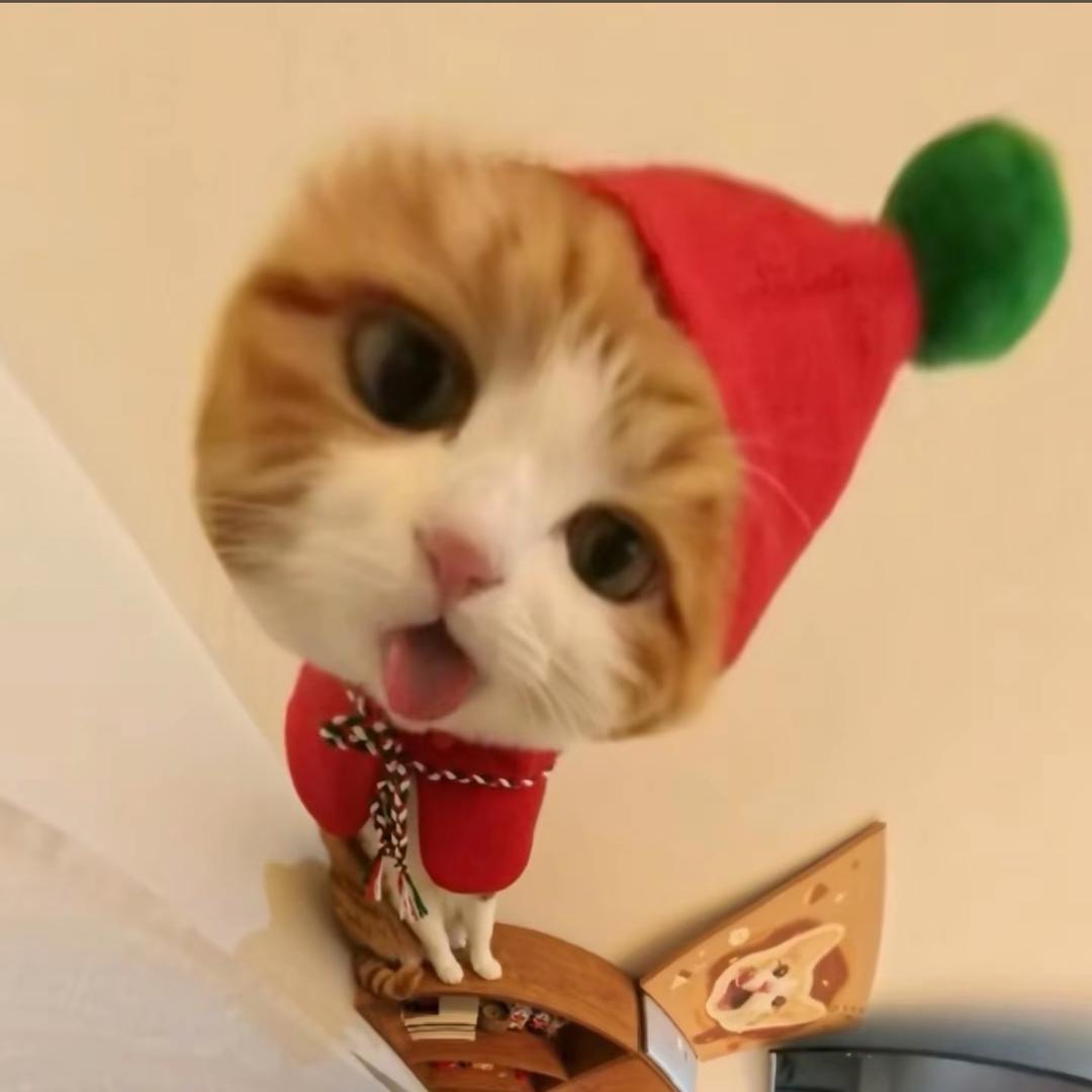 小猫日记