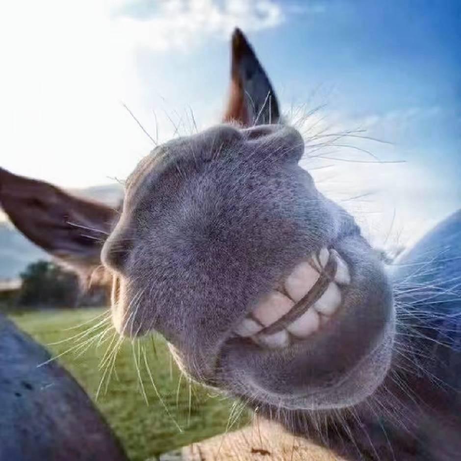 丁老头👴👴👴