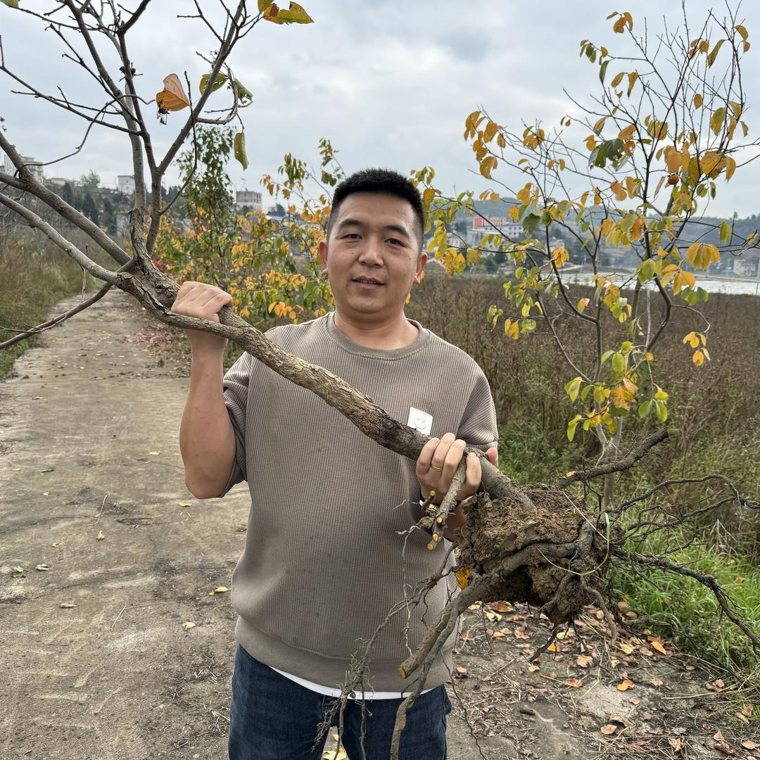 苗木我只做全国