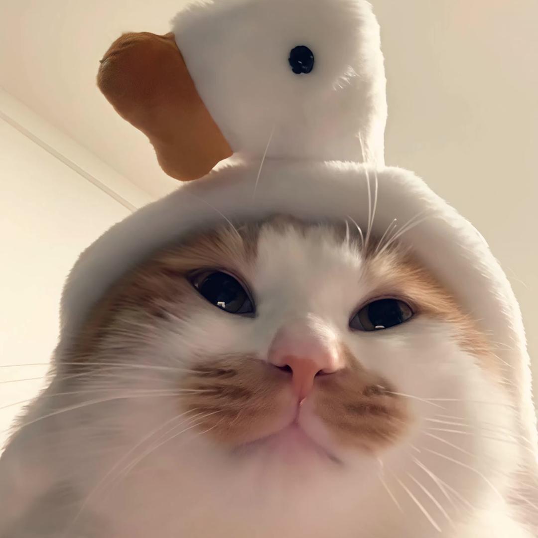 谁都不许欺负老实人