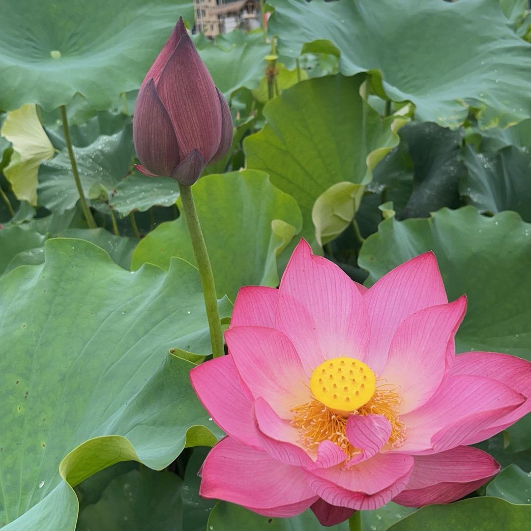 稀里糊涂