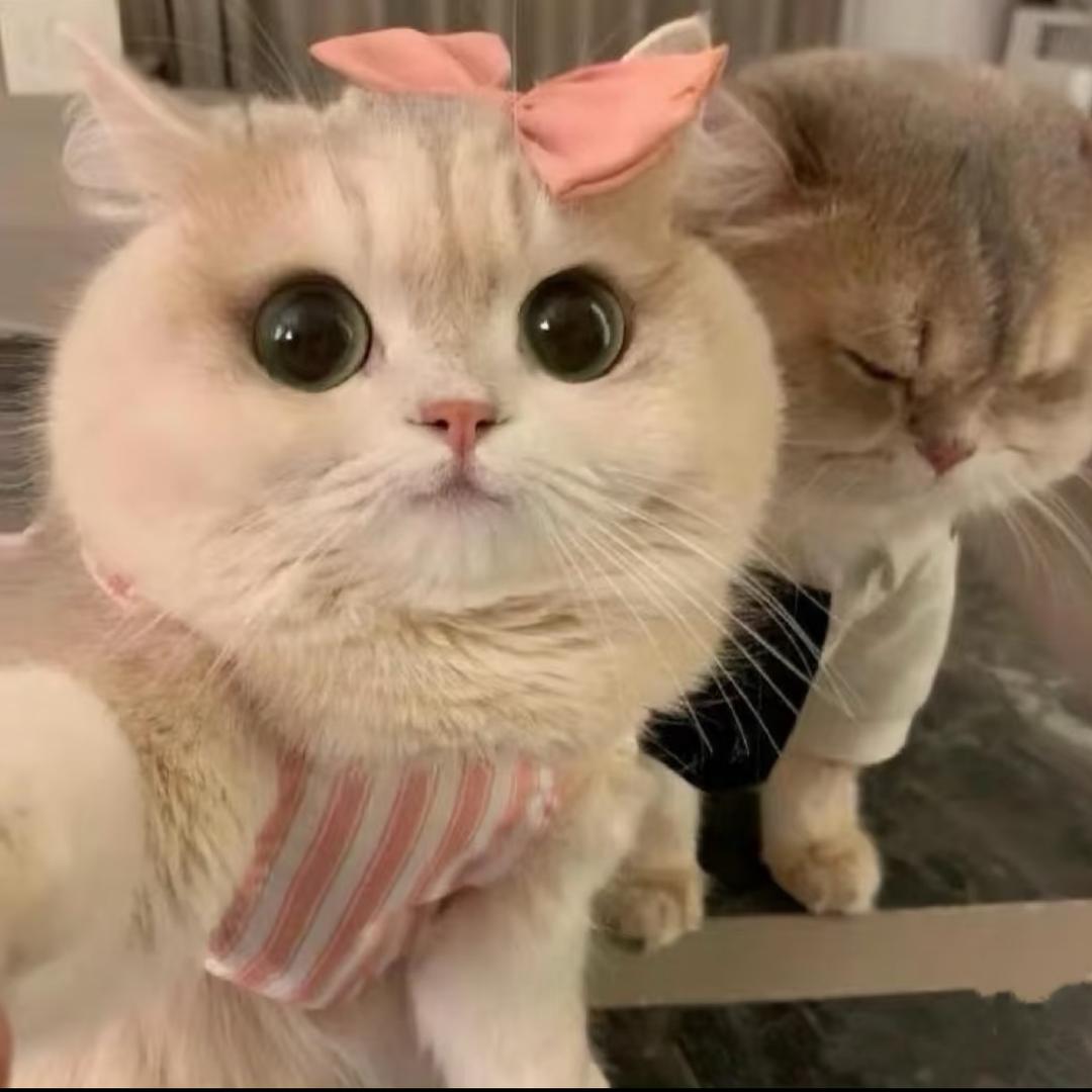 美女也会ᵉᵐᵒ