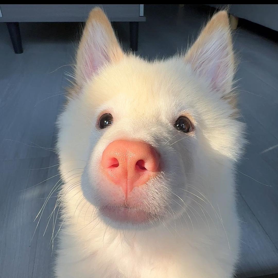 p.p.