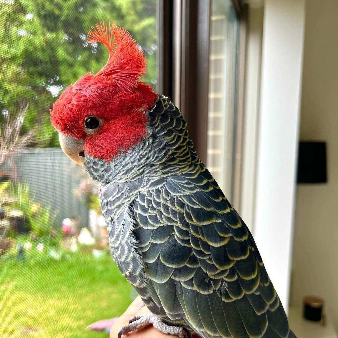 Zoo（万鹦计划)敬请期待