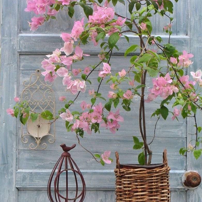 三黑花卉
