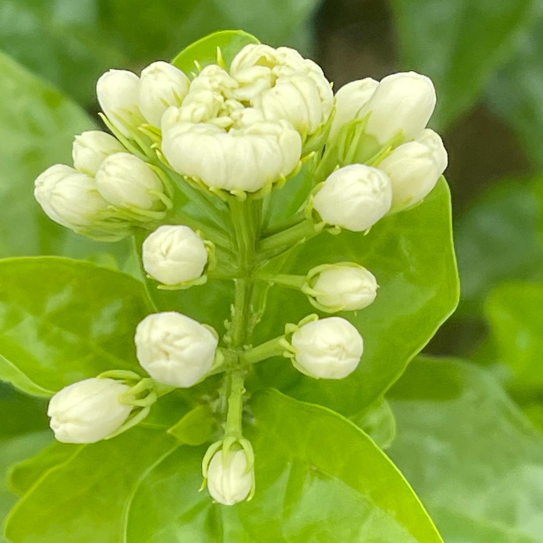 茉莉花种植户..