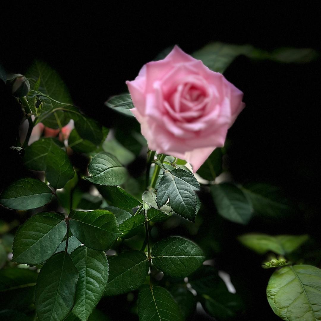 ℒℴѵℯ尐· 筱媛梓এ  ͜✿҉ ͜ღ҉