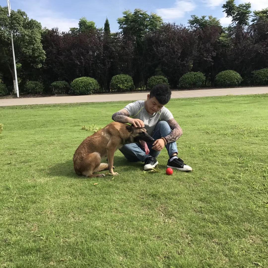 西安白鹿宠物训练