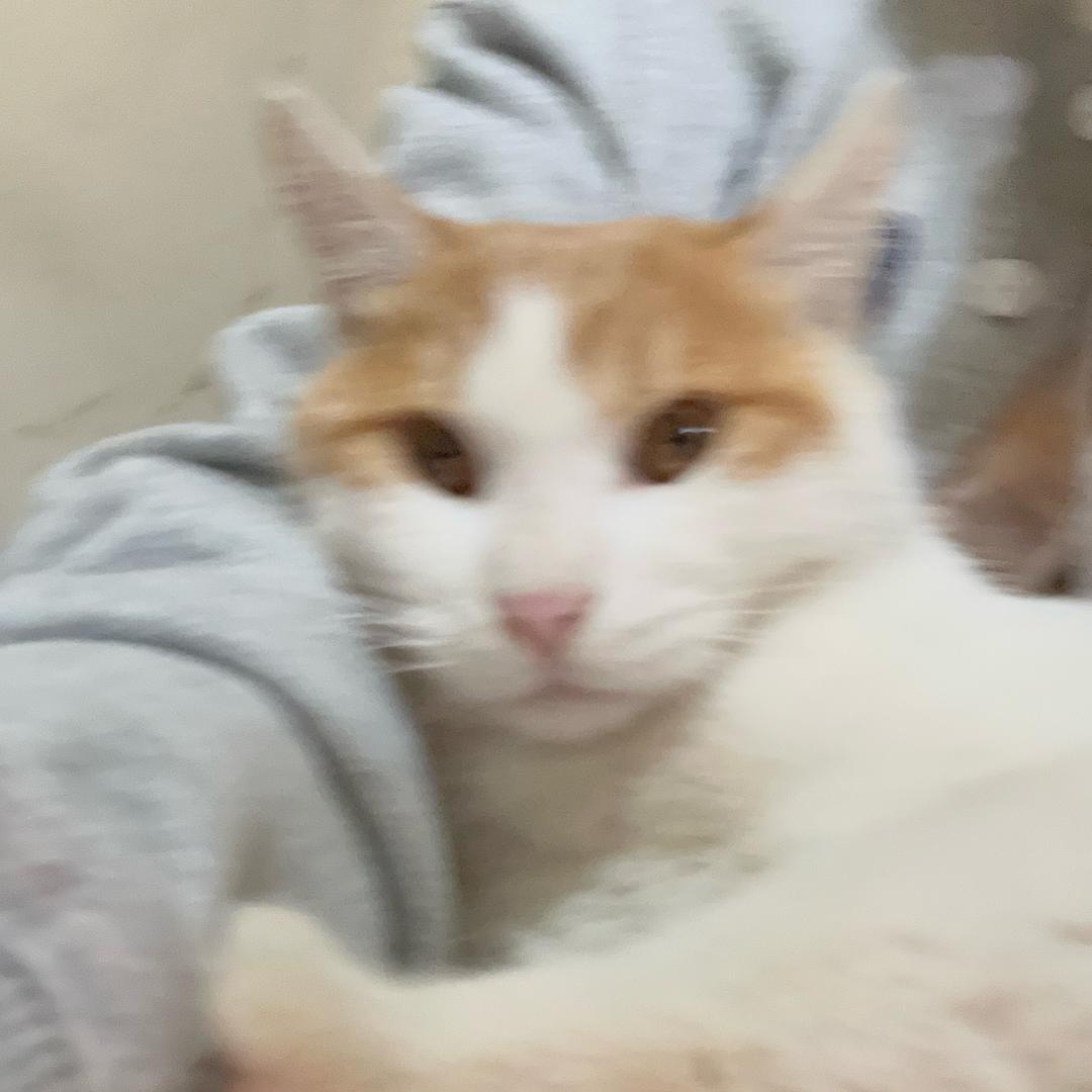 蟹塘的猫猫狗狗