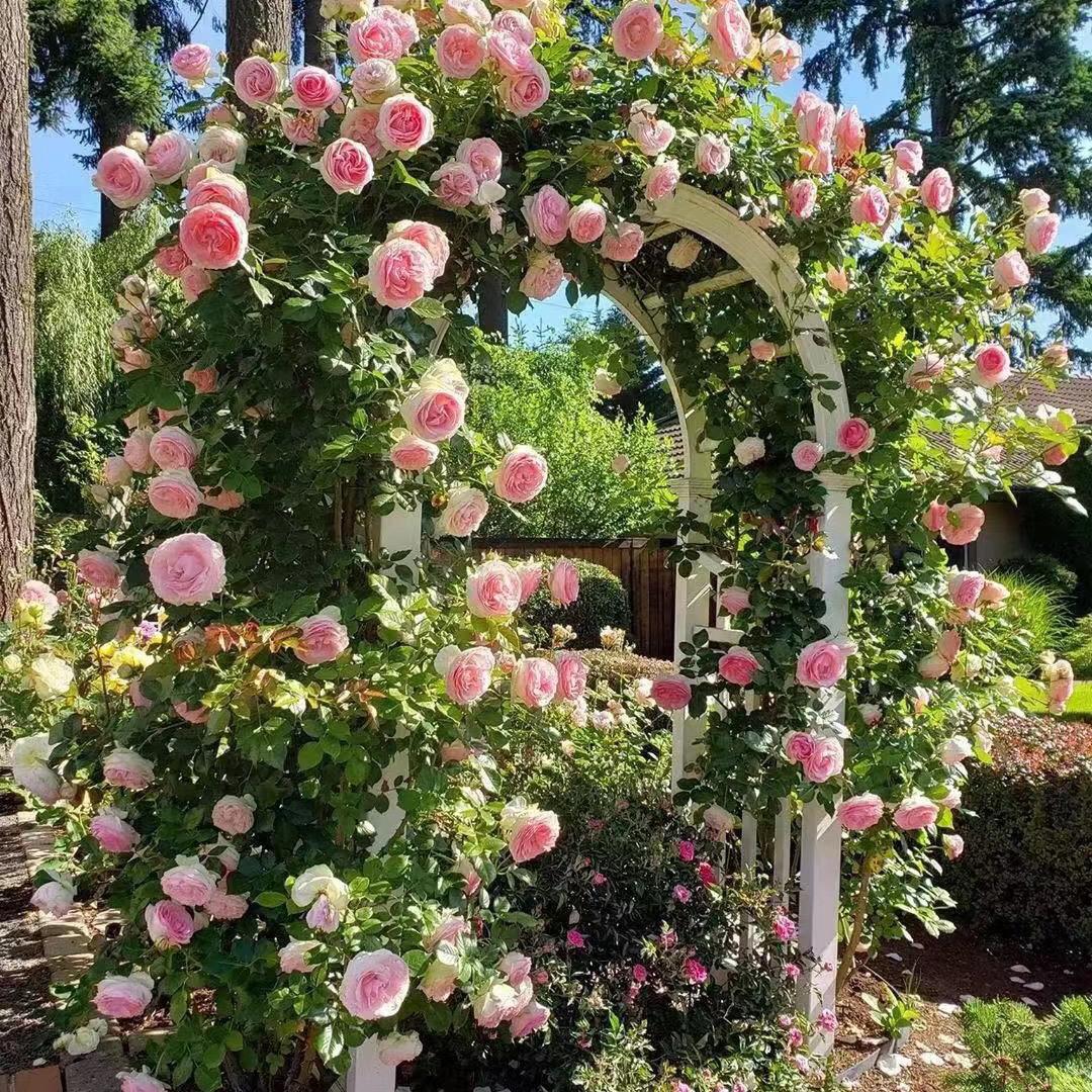 槿菲花卉