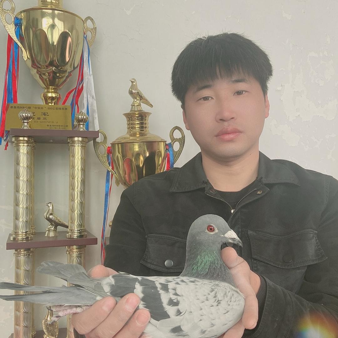 秦皇岛天落鸟