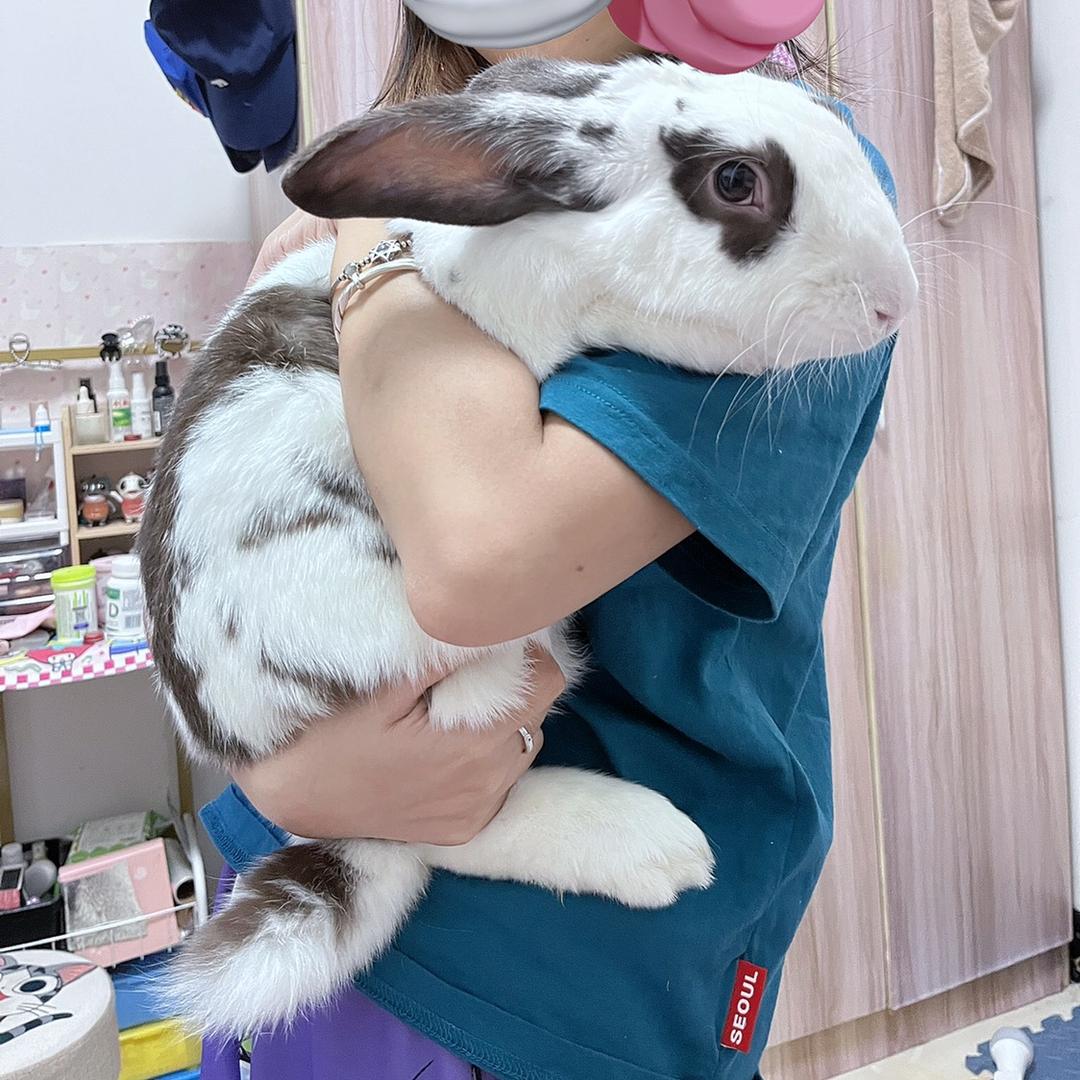 🐰NoNo是只大兔子