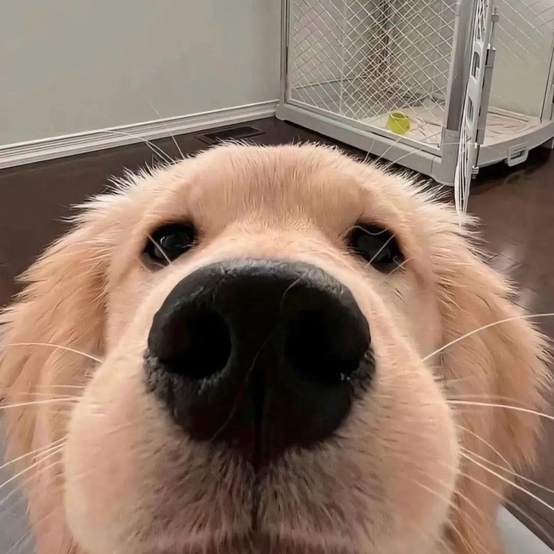 煎饼狗子🌮