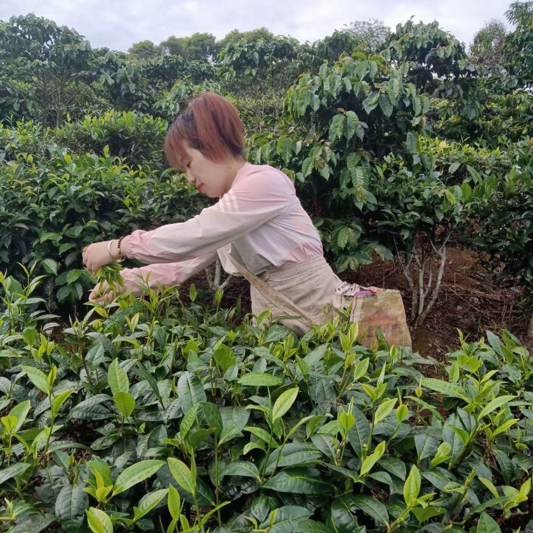 小招（农村来的）
