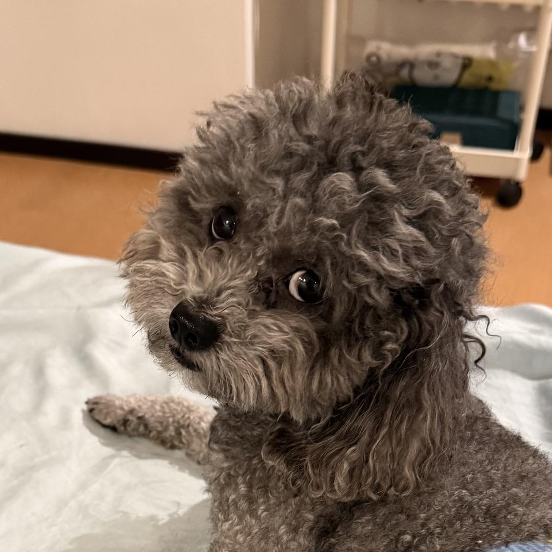 灰泰迪Lucky宝宝🍼