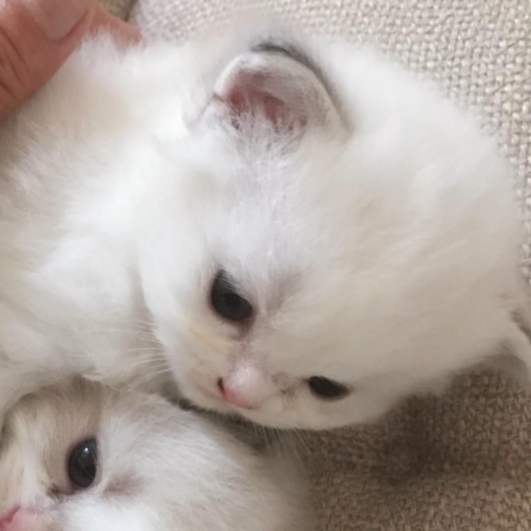 飞走