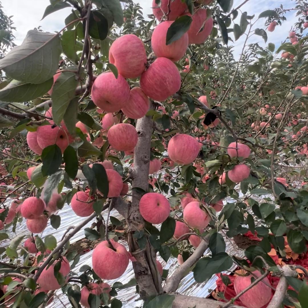 如东日丰果业经营部