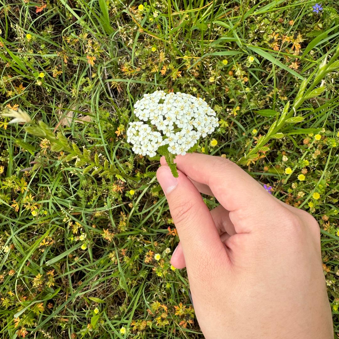 总下雨的路边有一朵我爱的小花