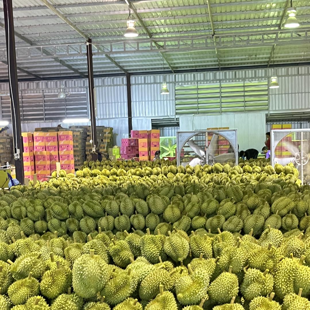 新果优果甄选