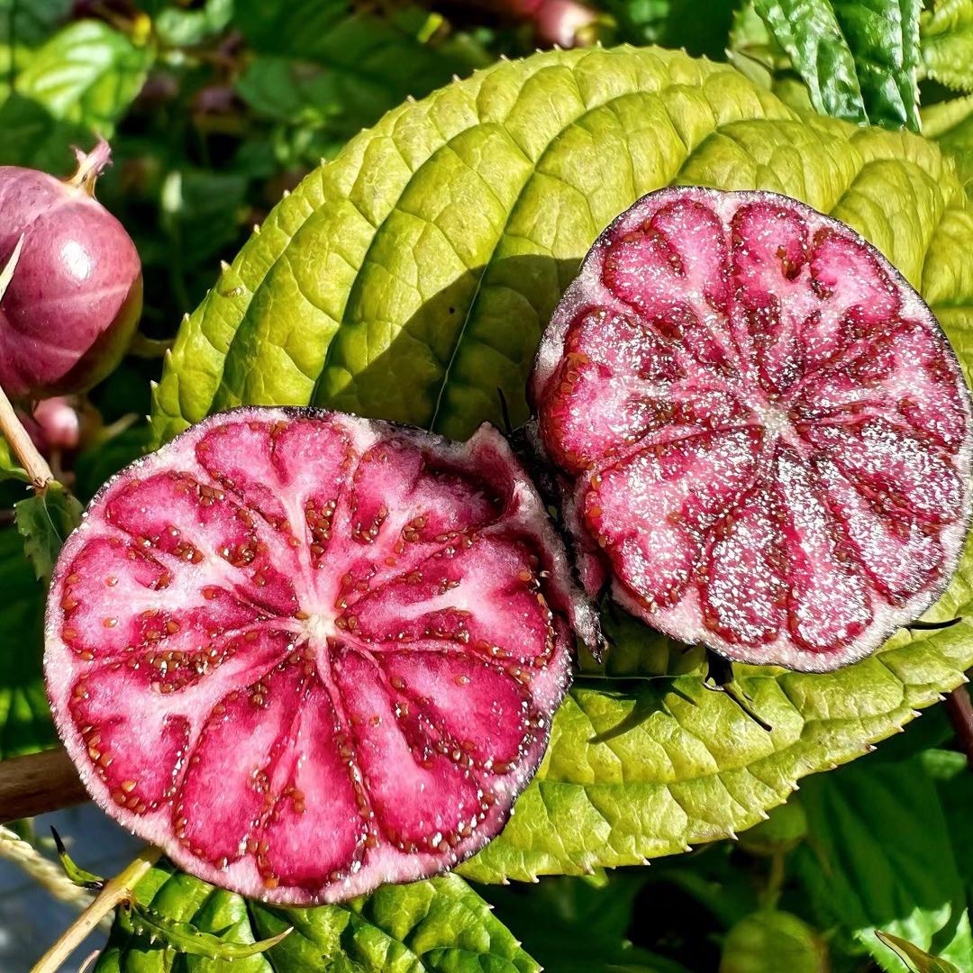 榴果拾光生鲜（水果）